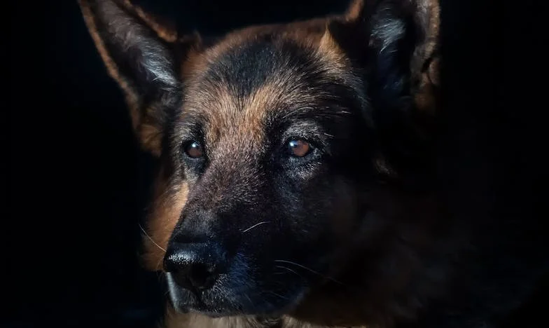 Legături de sânge: Când dragostea de familie devine o povară