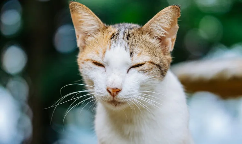 „Mama, de ce ai intrat în casa noastră fără să ne anunți?” – Povestea unei trădări tăcute