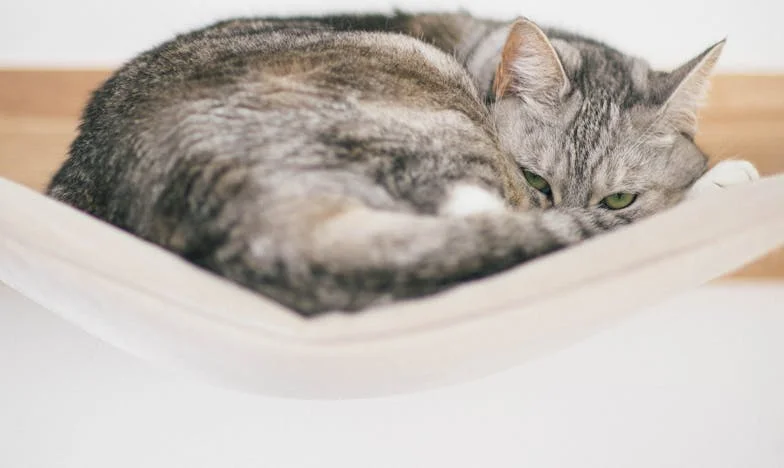 Promisiuni pe hârtie: Povestea unei iubiri încercate de realitate