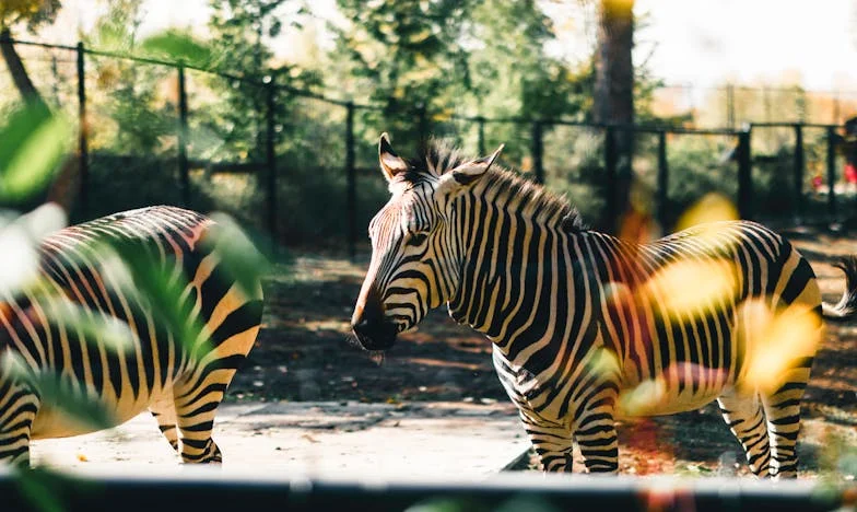 Vara în care am învățat să iert