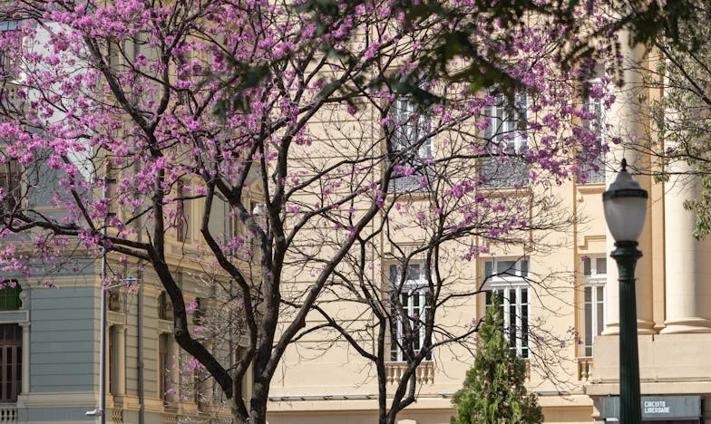 Ecoul tăcerii: Singurătatea dintr-un apartament din București