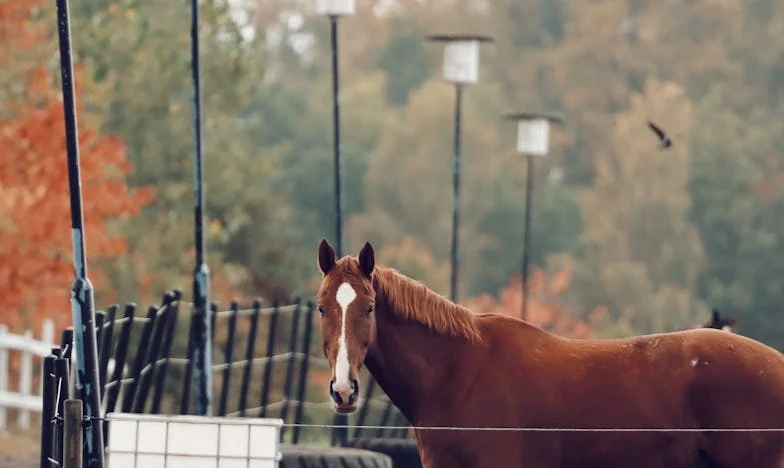 Fiul meu, străinul: Povestea unei mame care și-a pierdut băiatul fără să știe