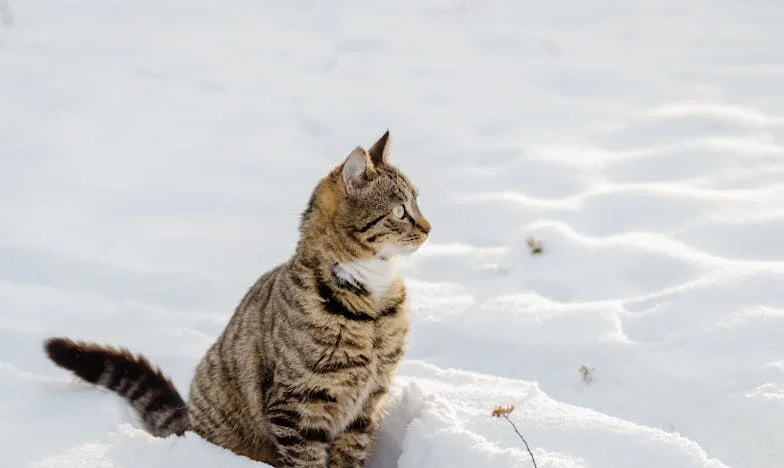 Patru ani de așteptare, un adevăr care m-a sfâșiat – când totul s-a prăbușit