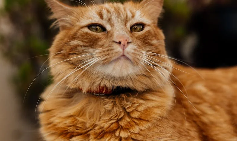 Prizonieră în Propria Mea Casă: Povestea Evei între Frică și Libertate