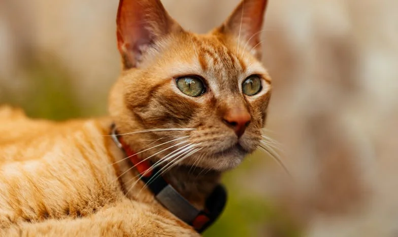 Ultimatumul unei mame: Când copiii uită de tine