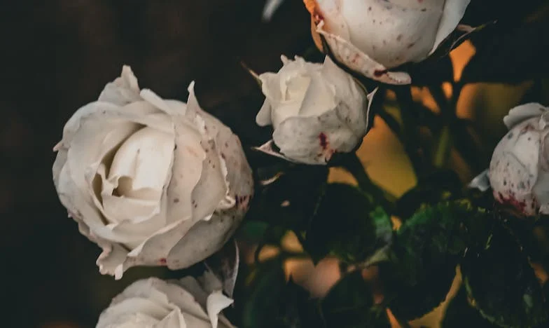 Cum m-au ținut credința și rugăciunea când soacra mea a vrut să mă dea afară din propria casă