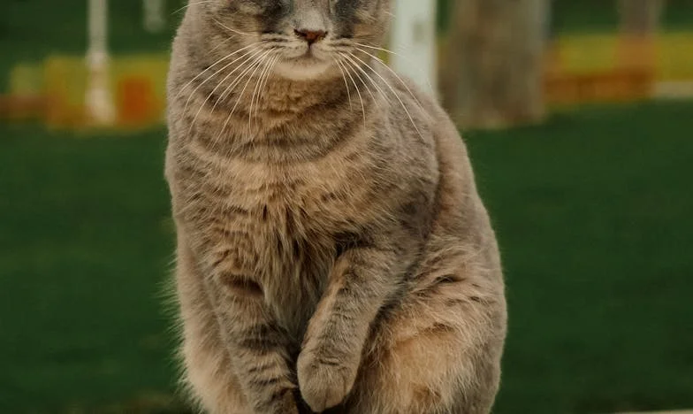 Curajul lui Vlad: Cum am salvat viața tatălui meu într-o zi de vară