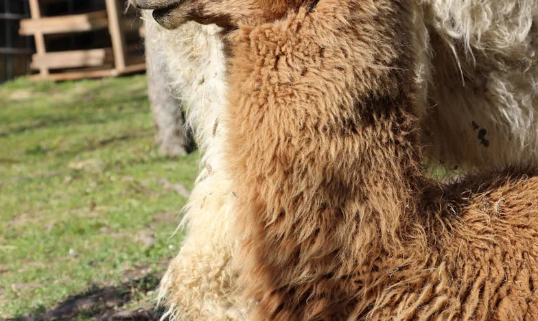 Un nou început: Cum am găsit liniștea după ce am plecat de la soacră-mea