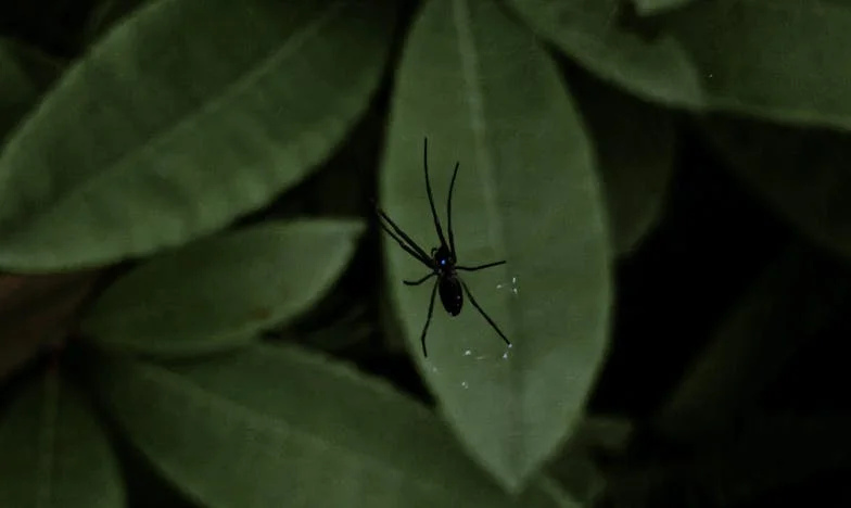 Cum mi-a transformat cumnata viața într-un coșmar – și de ce nu mai pot tăcea