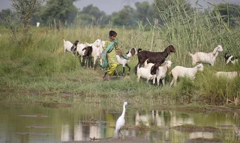 Cizí pláč v našem náručí: Příběh Jany a Tomáše