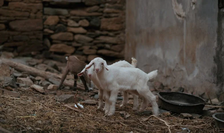 Když mi na prahu zazvonila nevlastní dcera: Příběh o hranicích, empatii a rodinných ranách