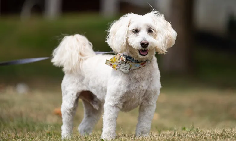 Rozdělená rodina: Boj o druhé dítě