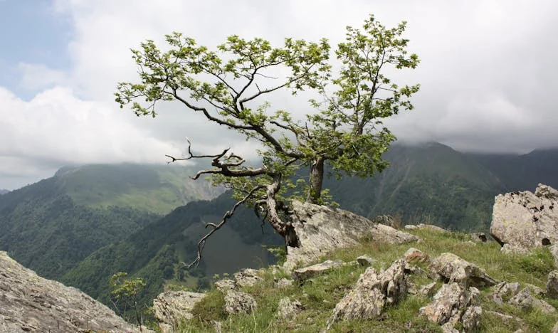Stíny minulosti: Příběh ženy, která obětovala vše pro rodinu a zůstala sama