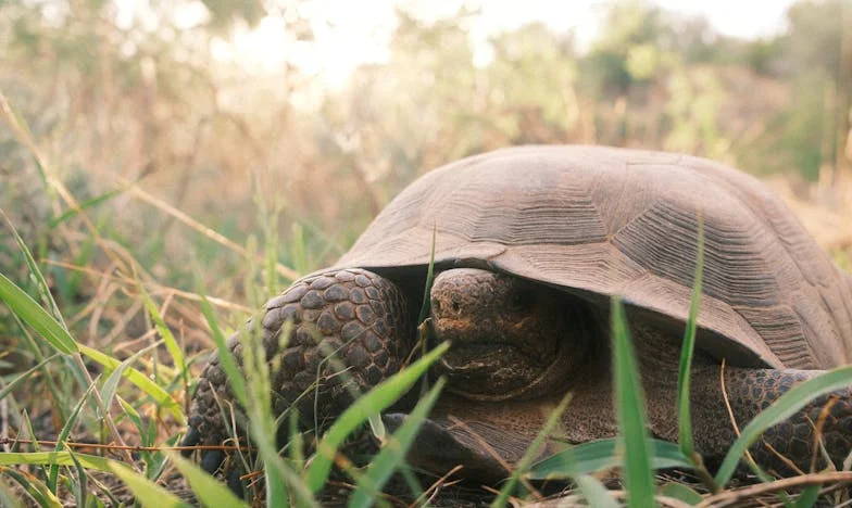 Večeře u mě doma: Příběh lásky, která bojuje s předsudky a očekáváními