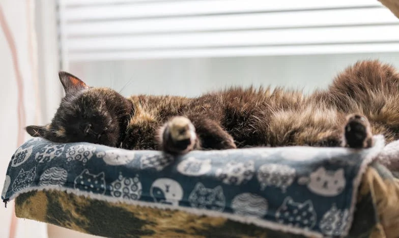 Dům, kde už není místo pro štěstí – Příběh české rodiny na pokraji rozpadu