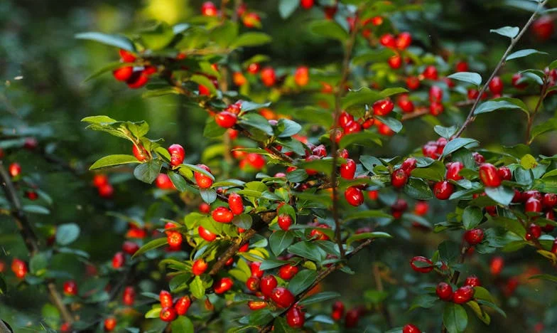 Dva týdny s vnučkou: Když láska nestačí a rodina se láme