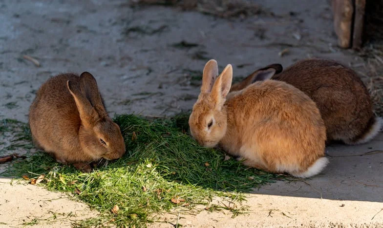 Každý den vařím pro Petra: Kdy už to bude stačit?