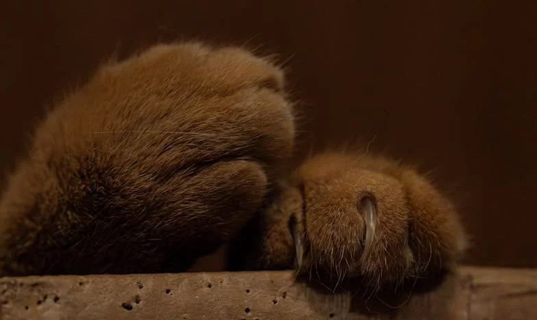 Když rodina a peníze nejdou dohromady: Příběh o pronájmu našeho domu švagrovi