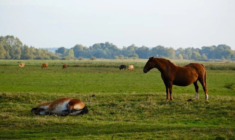 Když rodina praská ve švech: Příběh Marty, která bojuje o svého syna