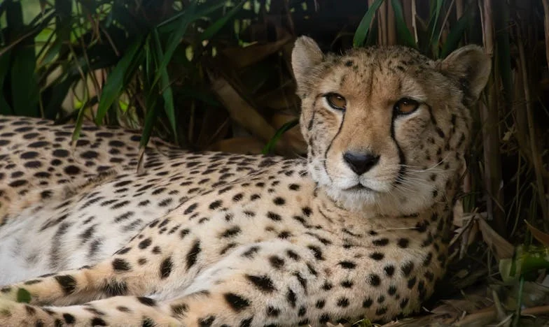 Když se máma nevzdává: Svatební den, na který nikdy nezapomenu