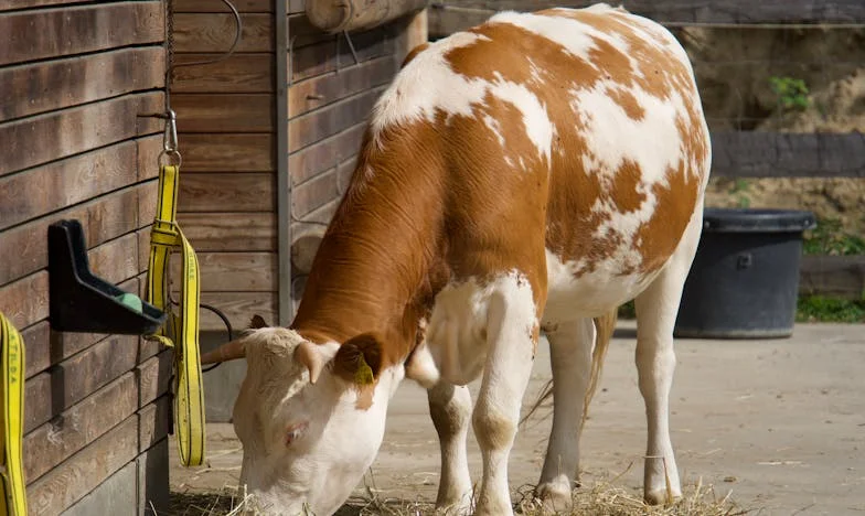 Když se mi zhroutil svět: Jak jsem hledal sílu v modlitbě, když moje žena onemocněla