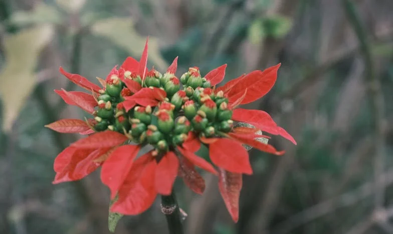Když tchyně žádá nemožné: Vánoční drama u českého stolu