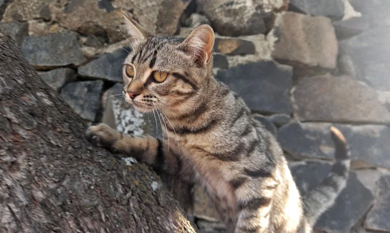 Mezi čtyřmi stěnami: Když vás vlastní rodiče zavrhnou
