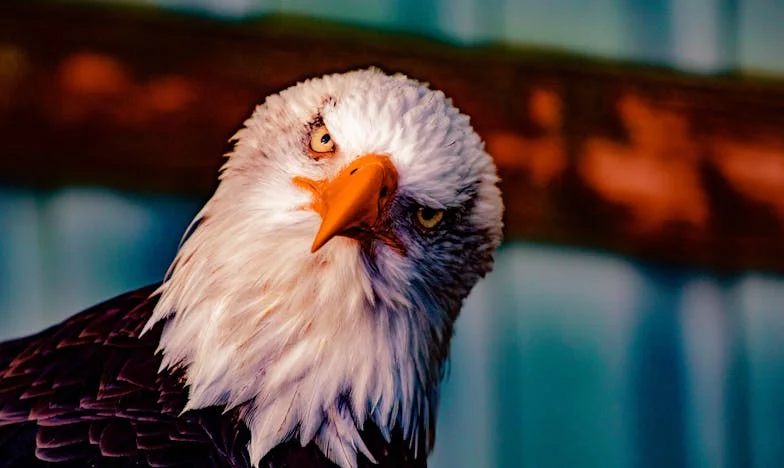 Mezi krví a hrdostí: Moje místo v rodině