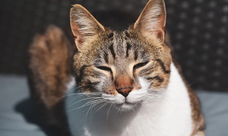 Mezi láskou a zájmem: Příběh o rodinné zkoušce
