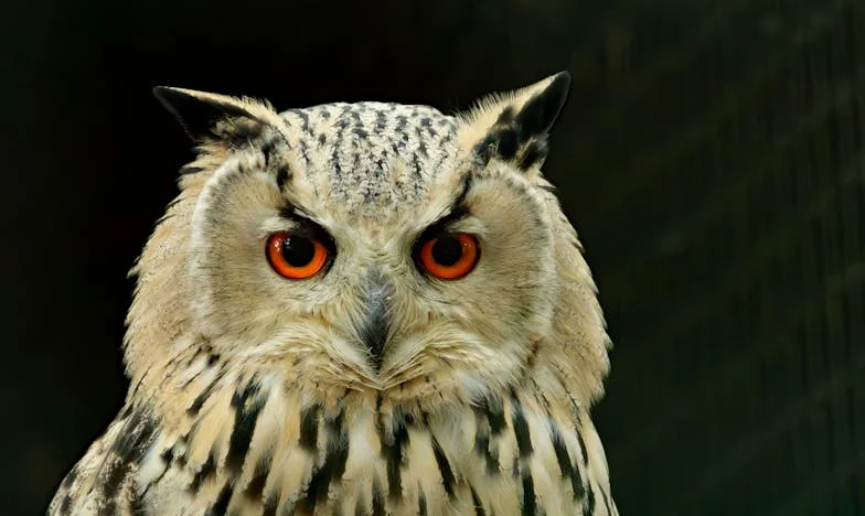 Nepřestávající nářek z bytu 3B: Ulice v sevření strachu