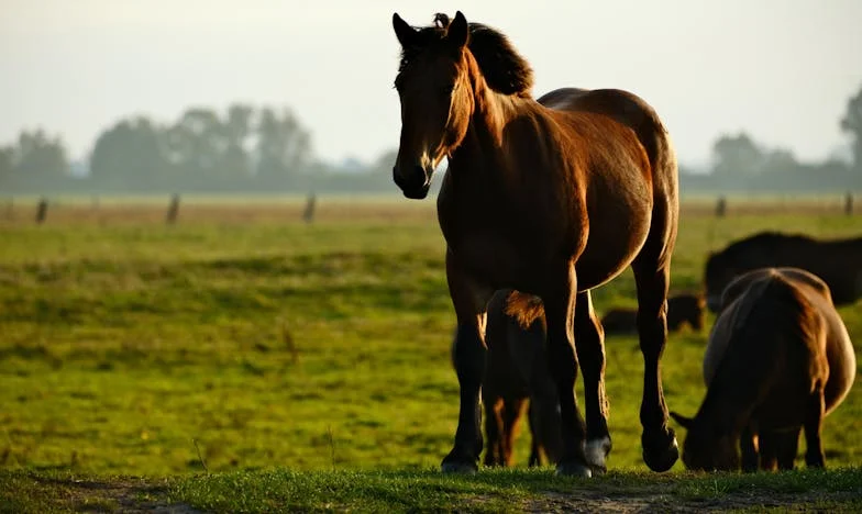 Šestiletý Matěj daruje své narozeninové peníze spolužákovi a rozproudí vlnu solidarity v celé škole
