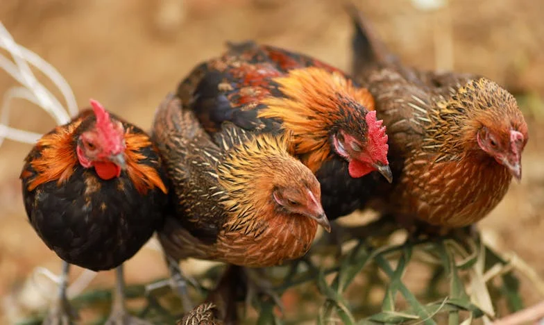 Tři synové a dvě dcery: Proč jsem zůstala sama?