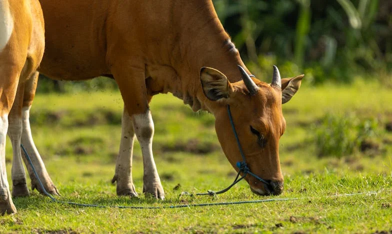 Zprávy na manželově mobilu: Mezi podezřením a odpuštěním