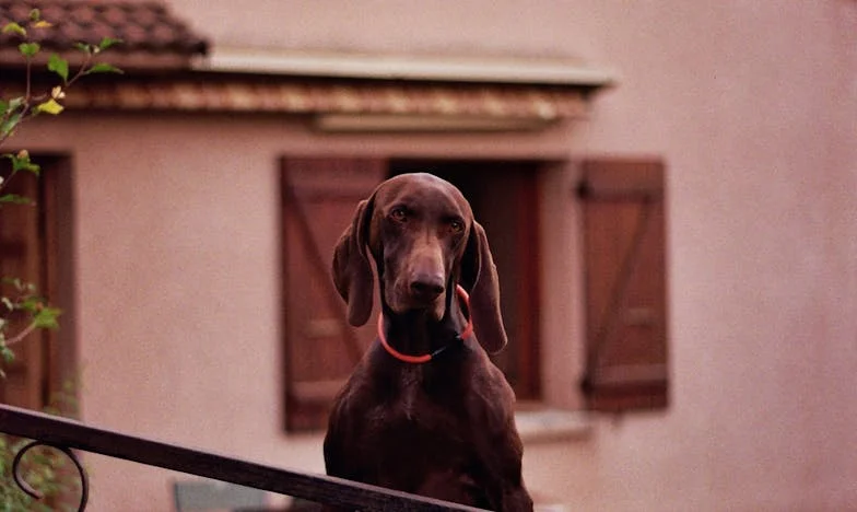 Babiččina volba: Boj o rodinu a naději