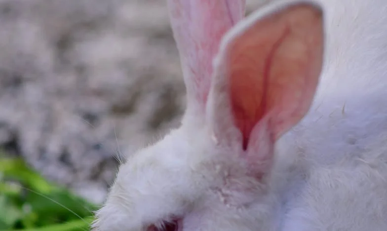 Jen jednou jsem tě prosila: Příběh matky a syna mezi láskou a ztrátou