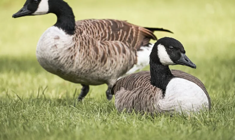 Kde jsi, mami? – Rozpad a znovuzrození jedné české rodiny