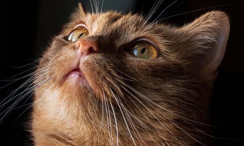 Když se do mého domu nastěhovala synova nová láska – Příběh jedné matky, která bojuje o své místo