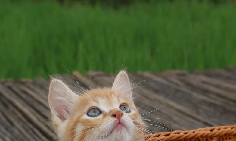 Lež, která roztrhla mou rodinu: Jak jedno anonymní udání změnilo život v našem malém městě