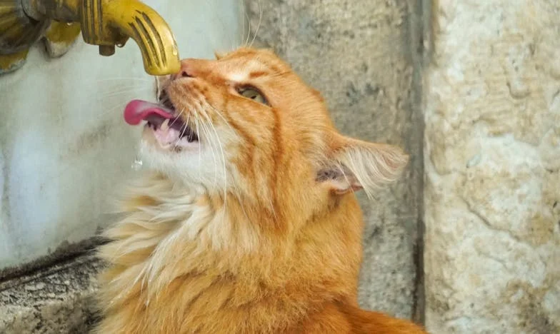 Mezi dvěma domovy: Můj muž, jeho matka a já