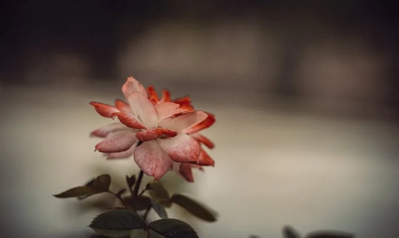 Moje dcera, její vlasy a my na hraně: Může dítě obětovat sebe pro ideu?