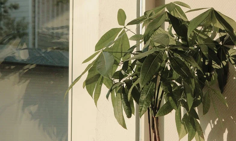 Náš dům, ale ne náš domov: Pravda o rodině, penězích a zradě