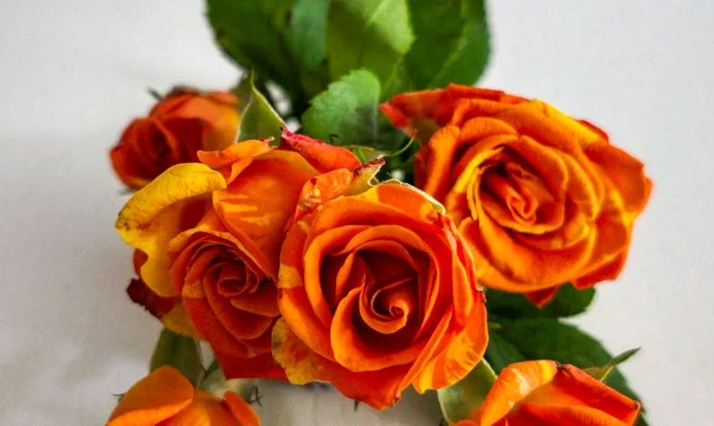 Od nejlepších kamarádek k zapřisáhlým nepřítelkyním: Svatba, která nás rozdělila