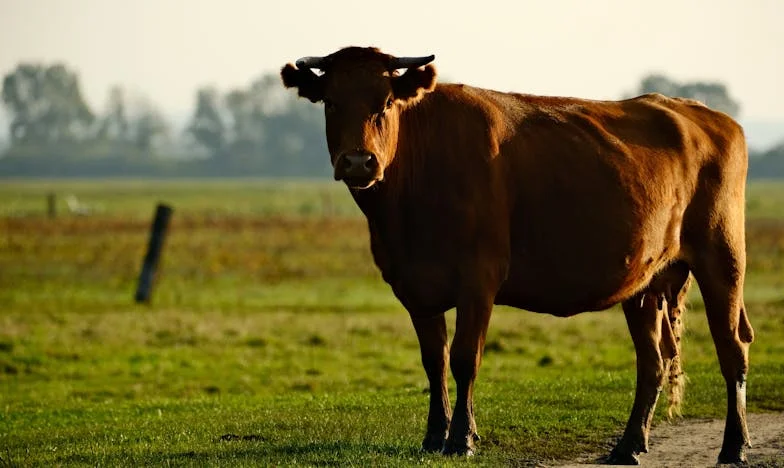Po dvaceti pěti letech: Návrat k první lásce