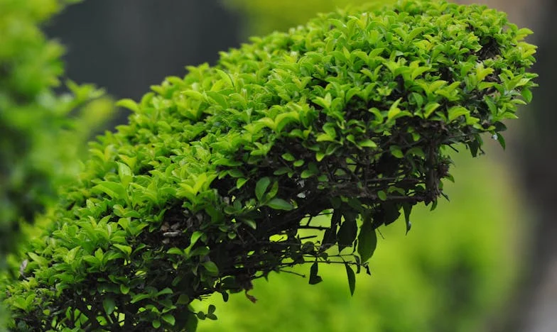 Proč bych měla odpouštět? Příběh Anny a její matky