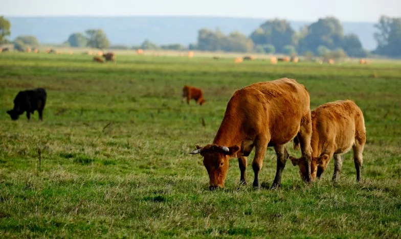 Srdce desetileté Klárky: Plán pro brášku, který změnil naši rodinu