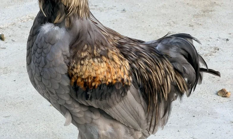 Stříbrovlasý Matěj – zázrak nebo prokletí? Můj boj o přijetí syna v rodině a společnosti