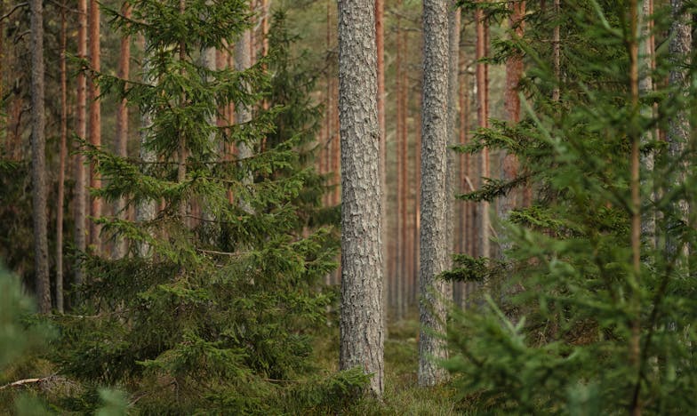 Vůně čerstvého chleba a hořkost nevyřčených slov: Příběh jedné české ženy