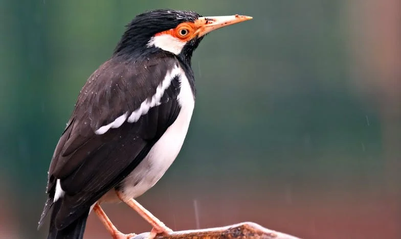 Vyhozená z domova kvůli těhotenství – po deseti letech mě rodina prosí o pomoc. Můj příběh předčasného dospívání.