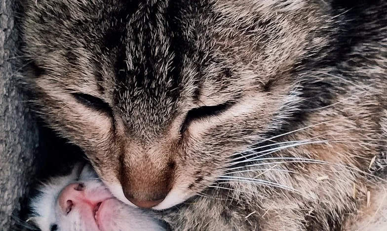 Břemeno lásky: Když pomoc ubližuje – Příběh české rodiny o podpoře dospělého dítěte