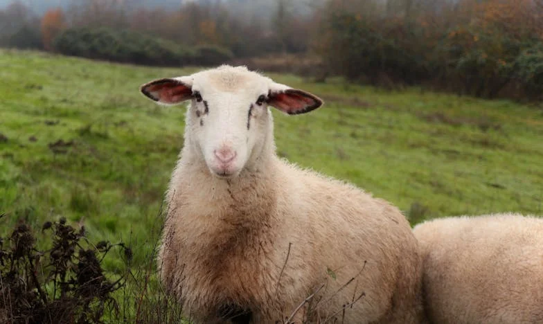 Když mi manžel řekl: „Plať nájem!“ – Příběh jedné české matky o rozkladu rodiny